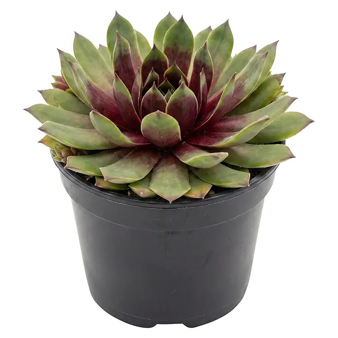 Piardino Hauswurz - Sempervivum Hybride 'Toetie Froeties® Mojito', Topfgröße: 13 cm, Hellgrün/Rot - Rosettenförmige Sukkulente mit grünen und roten Blättern in schwarzem Topf.