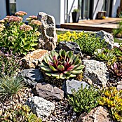Sempervivum in Keramik 0