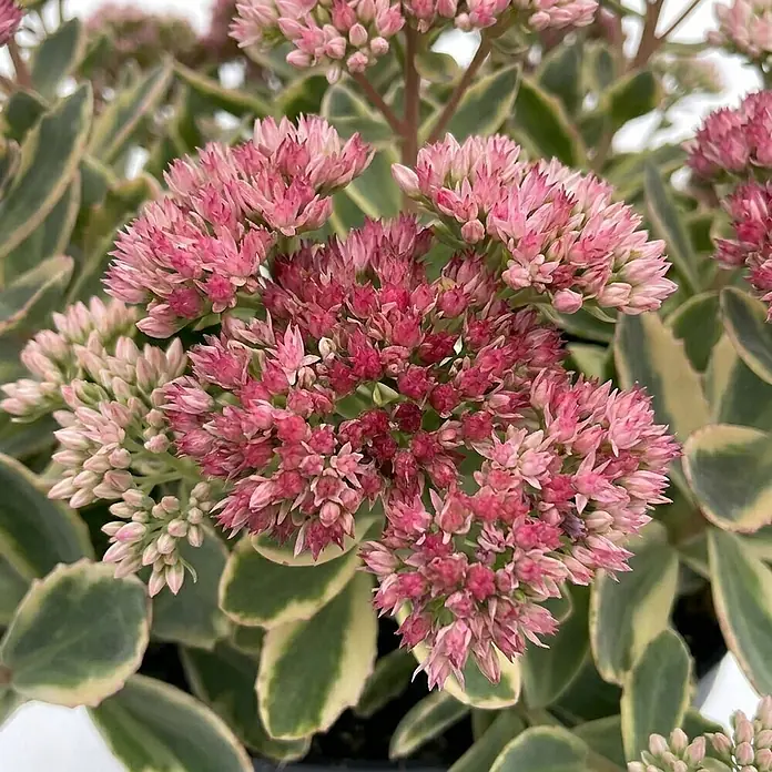 Piardino Garten-Fettblatt - Sedum telephium 'La Vie en Rose', Topfgröße: 13 cm, Rosa - Dichte Büschel rosa Blüten auf einer Sukkulente mit grün-creme-bunten Blättern.