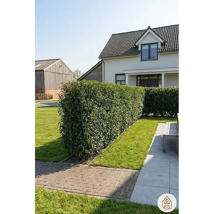 Heijnen Pflanzen Kirschlorbeer 150-175 cm - 10 St. für 5 Meter - Prunus lusitanica 'Angustifolia', Topfvolumen: 20 l, Aktuelle Wuchshöhe: 150 cm - 175 cm - Gut geschnittene, üppig grüne Hecke als natürliche Begrenzung im Garten.
