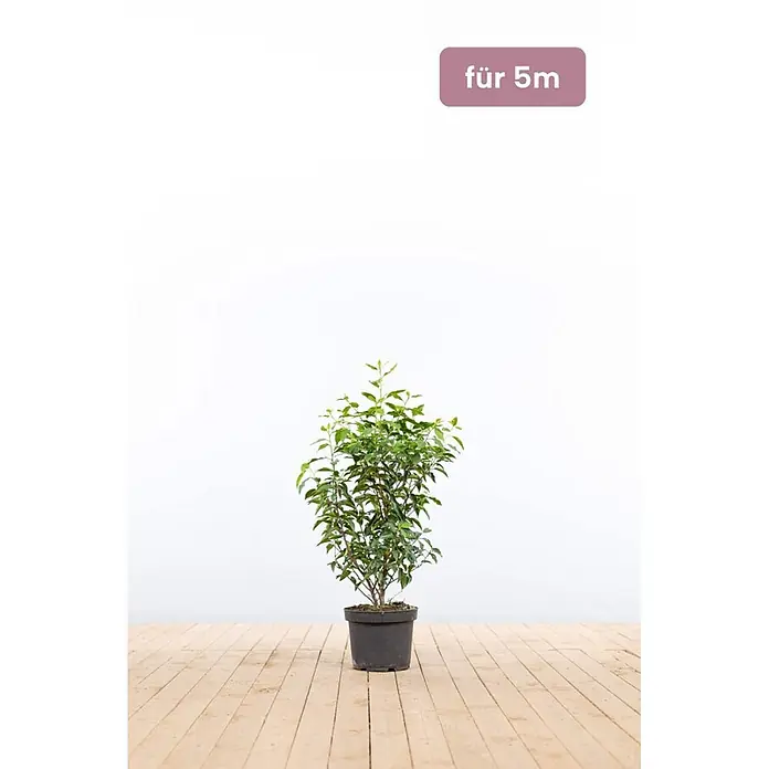 Heijnen Pflanzen Kirschlorbeer 60-80 cm - 15 St. für 5 Meter - Prunus lusitanica 'Angustifolia', Topfvolumen: 10 l, Aktuelle Wuchshöhe: 60 cm - 80 cm - Topfpflanze in Schwarz, geeignet für 5 Meter.