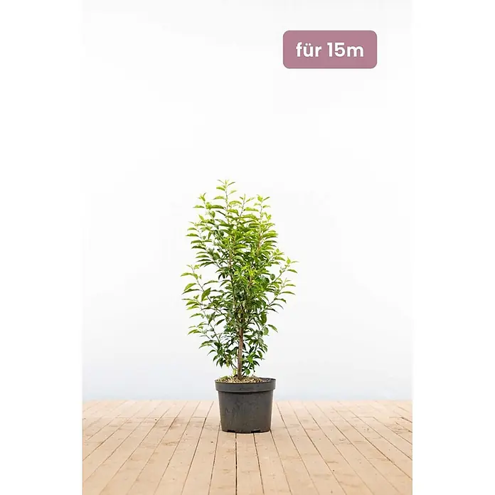 Heijnen Pflanzen Kirschlorbeer 80-100 cm - 45 St. für 15 Meter - Prunus lusitanica 'Angustifolia', Topfvolumen: 10 l, Aktuelle Wuchshöhe: 80 cm - 100 cm - Jungpflanze im Topf mit grünen Blättern in schwarzem Topf, geeignet für 15m.