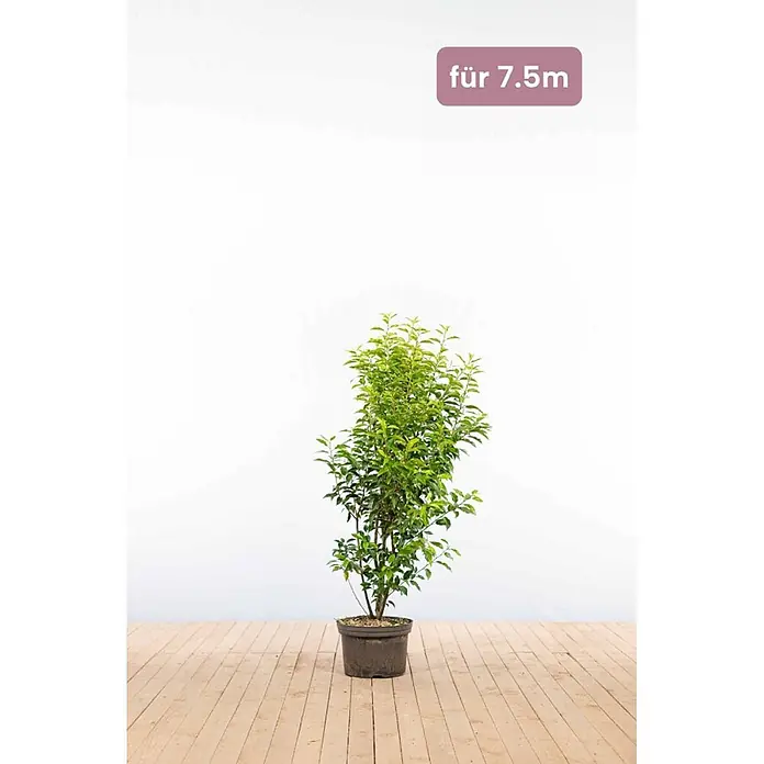 Heijnen Pflanzen Kirschlorbeer 100-125 cm - 19 St. für 7.5 Meter - Prunus lusitanica 'Angustifolia', Topfvolumen: 15 l, Aktuelle Wuchshöhe: 100 cm - 125 cm - Grüne Topfpflanze mit üppigen Blättern in braunem Topf, gekennzeichnet "für 7.5m".