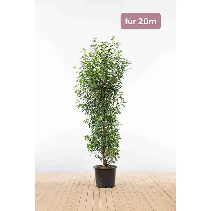Heijnen Pflanzen Kirschlorbeer 150-175 cm - 40 St. für 20 Meter - Prunus lusitanica 'Angustifolia', Topfvolumen: 20 l, Aktuelle Wuchshöhe: 150 cm - 175 cm - Hohe, belaubte Grünpflanze im schwarzen Topf, geeignet für 20m.