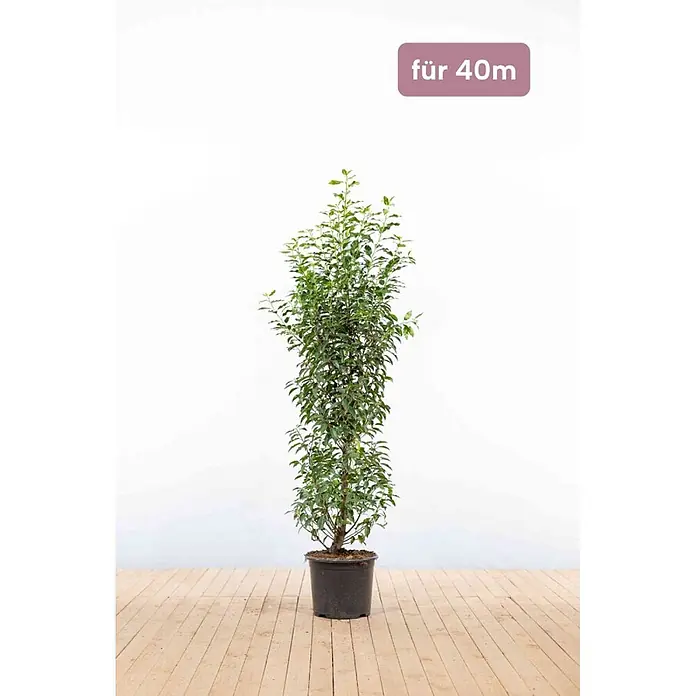 Heijnen Pflanzen Kirschlorbeer 125-150 cm - 100 St. für 40 Meter - Prunus lusitanica 'Angustifolia', Topfvolumen: 15 l, Aktuelle Wuchshöhe: 125 cm - 150 cm - Hohe, dichte grüne Blattpflanze in einem dunklen Topf.