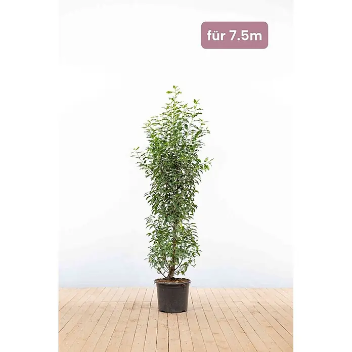Heijnen Pflanzen Kirschlorbeer 125-150 cm - 19 St. für 7.5 Meter - Prunus lusitanica 'Angustifolia', Topfvolumen: 15 l, Aktuelle Wuchshöhe: 125 cm - 150 cm - Hohe grüne Topfpflanze in schwarzem Topf, beschriftet mit 'für 7.5m'.