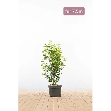 Heijnen Pflanzen  Kirschlorbeer 80-100 cm - 23 St. für 7.5 Meter