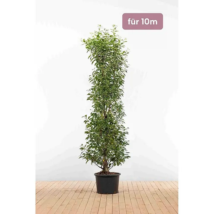 Heijnen Pflanzen Kirschlorbeer 175-200 cm - 20 St. für 10 Meter - Prunus lusitanica 'Angustifolia', Topfvolumen: 20 l, Aktuelle Wuchshöhe: 175 cm - 200 cm - Schlanke Topfpflanze mit üppig grünen Blättern in einem schwarzen Topf, gekennzeichnet „für 10m“.