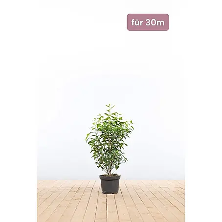 Heijnen Pflanzen  Kirschlorbeer 60-80 cm - 90 St. für 30 Meter