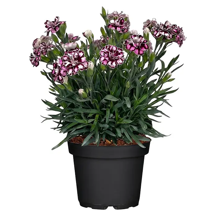 Piardino Garten-Bart-Nelke - Dianthus caryophyllus 'Capitán® Diaz', Topfgröße: 23 cm, Rosa - Topfpflanze mit leuchtend violett-weiß gefleckten Blüten und grünen Blättern in einem schwarzen Topf.
