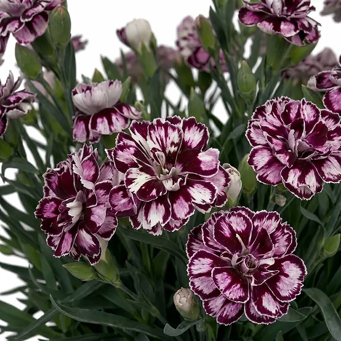 Piardino Garten-Bart-Nelke - Dianthus caryophyllus 'Capitán® Diaz', Topfgröße: 23 cm, Rosa - Ein Busch leuchtender, lila-weißer gefleckter Nelkenblüten mit grünem Laub.