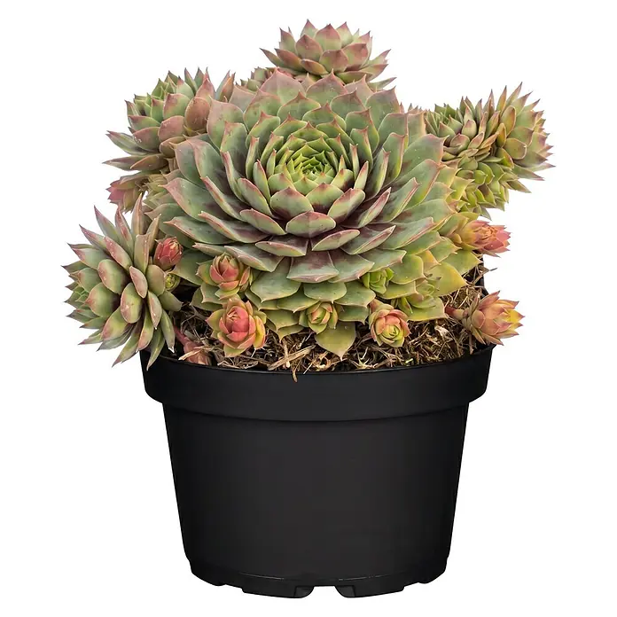 Piardino Hauswurz - Sempervivum Hybrid Chick Charms®, Topfgröße: 13 cm, Grün/Rot - Eine lebendige grün-rote Sempervivum Sukkulente mit mehreren Rosetten in einem schwarzen Topf.
