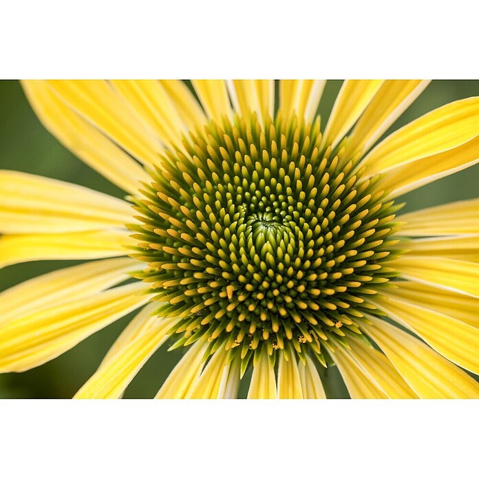Piardino Sonnenhut (Echinacea purpurea) | BAUHAUS