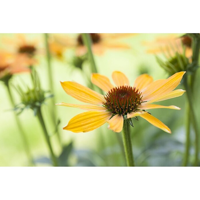 Piardino Sonnenhut (Echinacea purpurea) | BAUHAUS