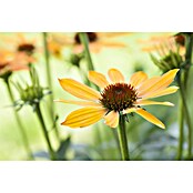 Piardino Sonnenhut (Echinacea purpurea) | BAUHAUS