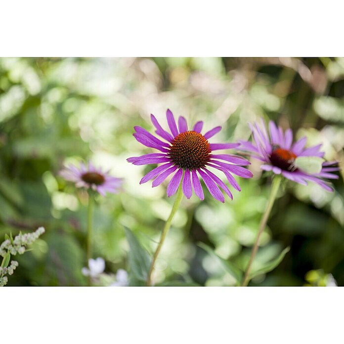Piardino Sonnenhut (Echinacea purpurea) | BAUHAUS