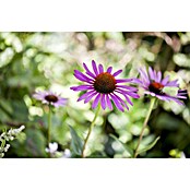 Piardino Sonnenhut (Echinacea purpurea) | BAUHAUS