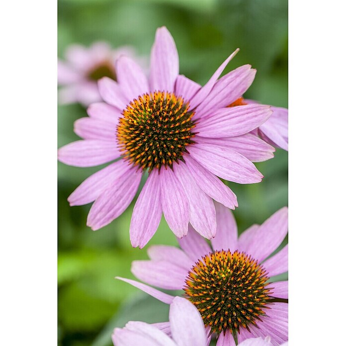 Piardino Sonnenhut (Echinacea purpurea) | BAUHAUS