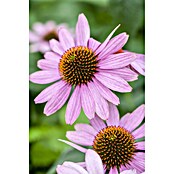 Piardino Sonnenhut (Echinacea purpurea) | BAUHAUS