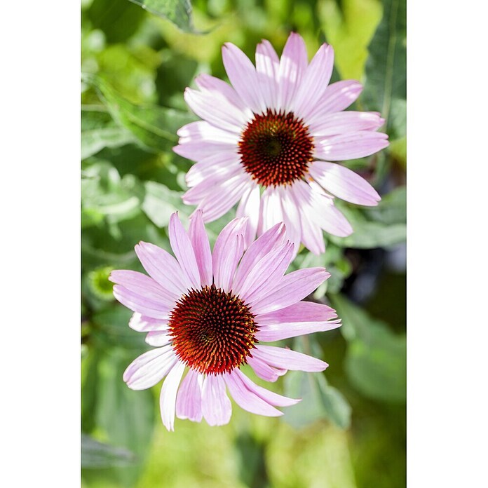 Piardino Sonnenhut (Echinacea purpurea) | BAUHAUS