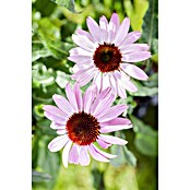 Piardino Sonnenhut (Echinacea purpurea) | BAUHAUS