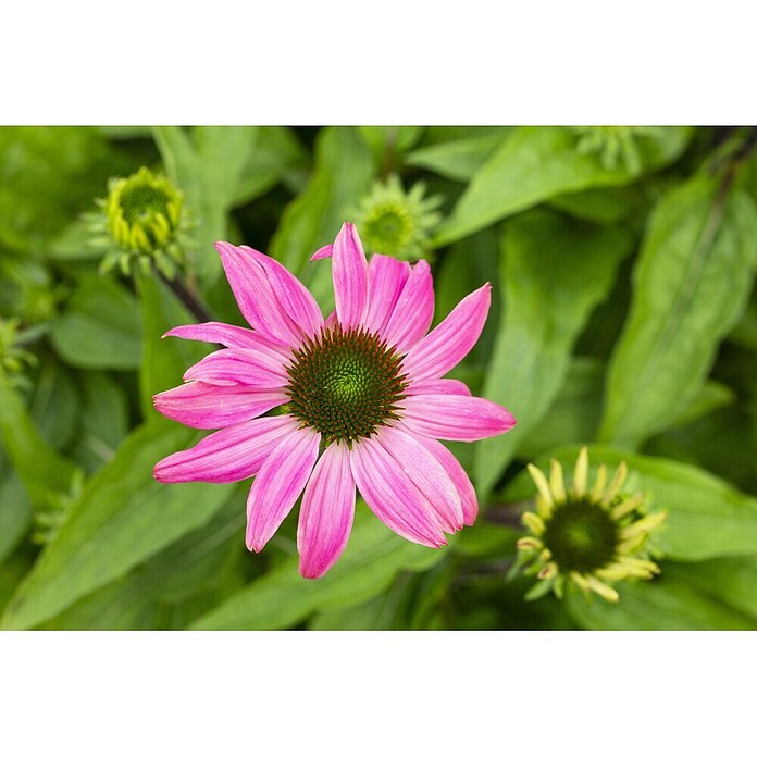 Piardino Sonnenhut (Echinacea purpurea) | BAUHAUS