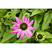 Piardino Sonnenhut (Echinacea purpurea) | BAUHAUS