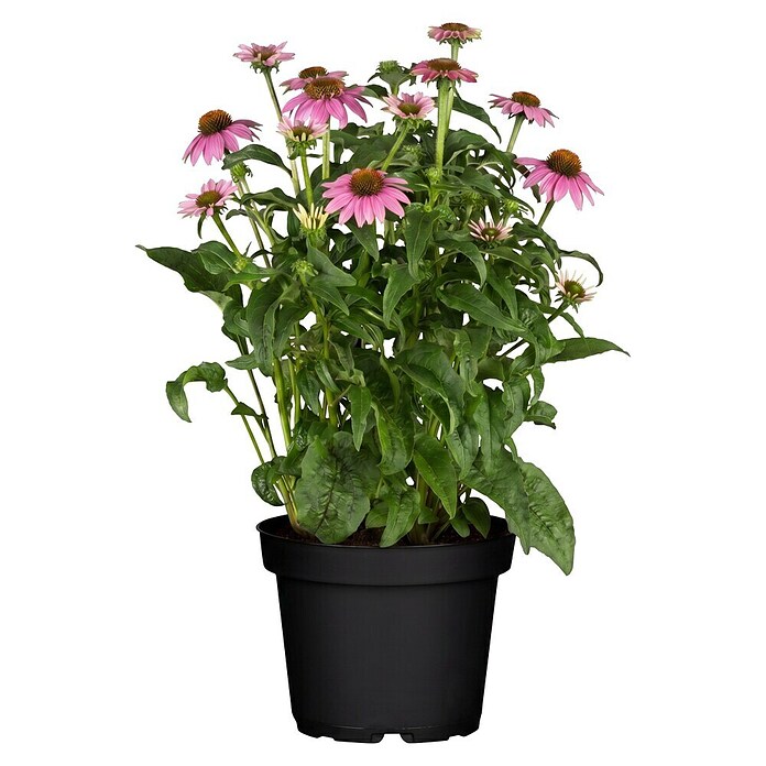 Piardino Sonnenhut (Echinacea purpurea) | BAUHAUS