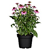 Piardino Sonnenhut (Echinacea purpurea) | BAUHAUS