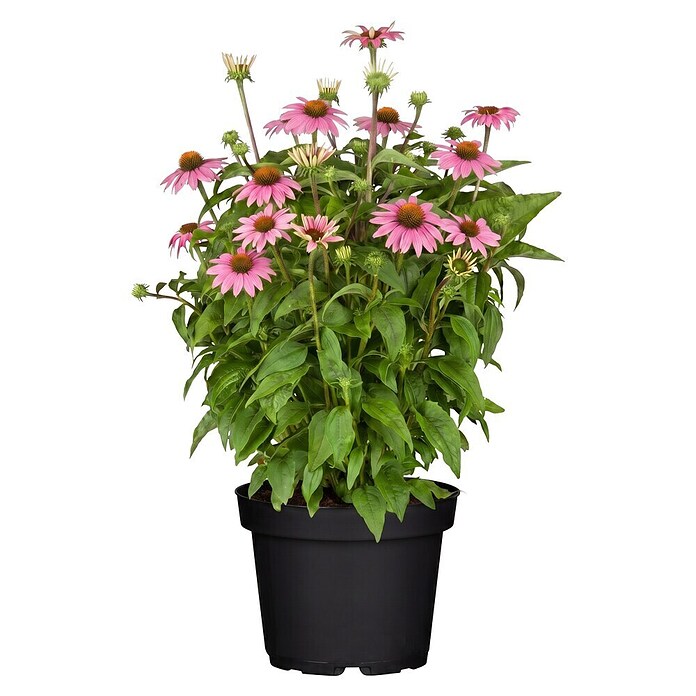 Piardino Sonnenhut (Echinacea purpurea) | BAUHAUS