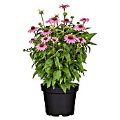 Piardino Sonnenhut (Echinacea purpurea) | BAUHAUS