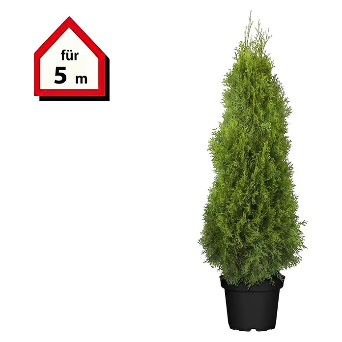 Piardino Lebensbaum Smaragd - Aktuelle Wuchshöhe: 160 cm - 180 cm, Thuja occidentalis 'Smaragd', Topfgröße: 32 cm, 10 Stk. - Grüner Lebensbaum im schwarzen Topf mit einem Schild 'für 5 m'.
