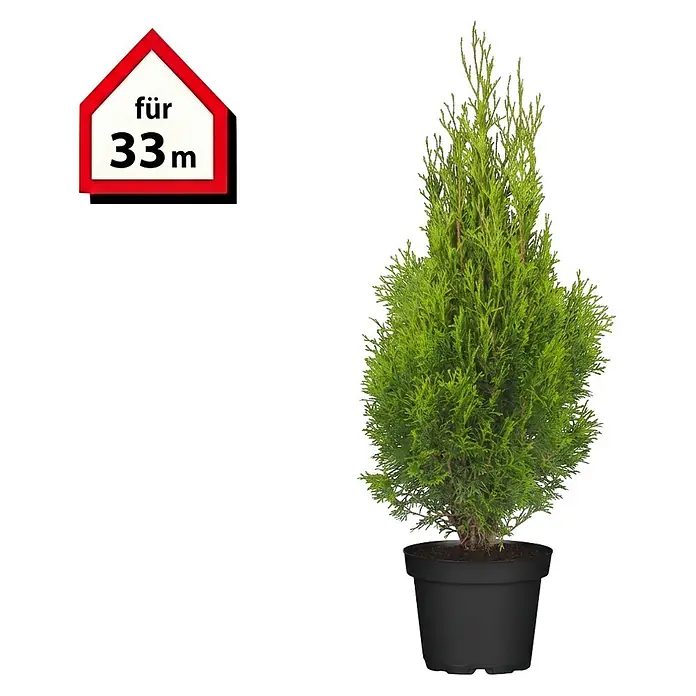 Piardino Lebensbaum Smaragd - Aktuelle Wuchshöhe: 60 cm - 80 cm, Thuja occidentalis 'Smaragd', Topfgröße: 19 cm, 100 Stk. - Getopfte grüne Thuja im schwarzen Topf, mit rotem hausförmigem Etikett 'für 33m'.
