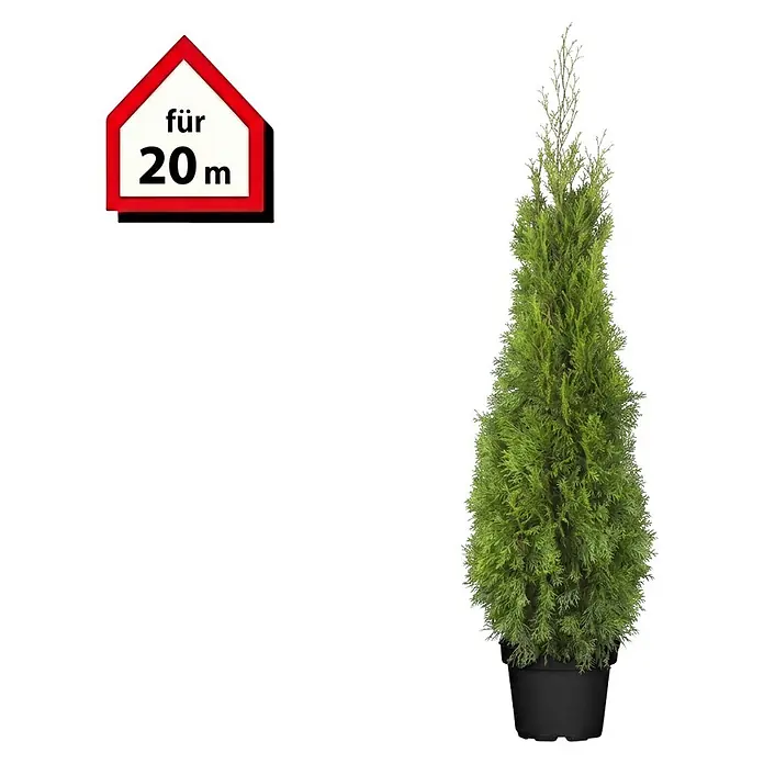 Piardino Lebensbaum Smaragd - Aktuelle Wuchshöhe: 140 cm - 160 cm, Thuja occidentalis 'Smaragd', Topfgröße: 31 cm, 40 Stk. - Grüne Topfkonifere und ein rotes Haus-Schild mit der Aufschrift 'für 20 m'.