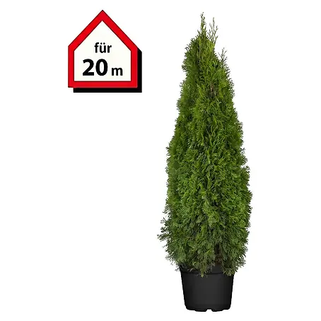 Piardino  Lebensbaum Smaragd