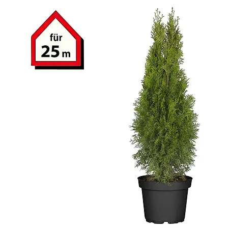 Piardino  Lebensbaum Smaragd