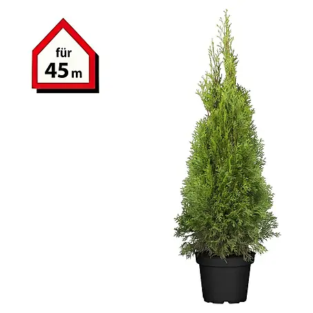 Piardino  Lebensbaum Smaragd