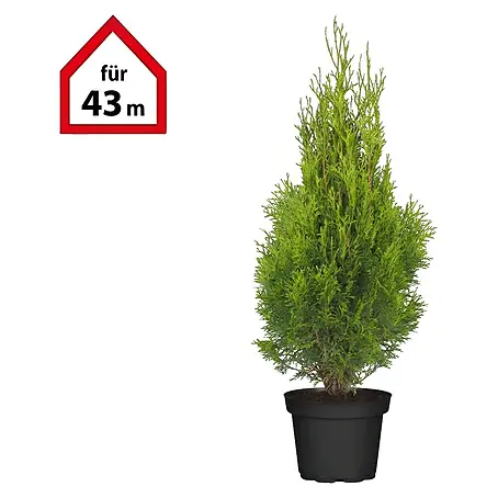 Piardino  Lebensbaum Smaragd