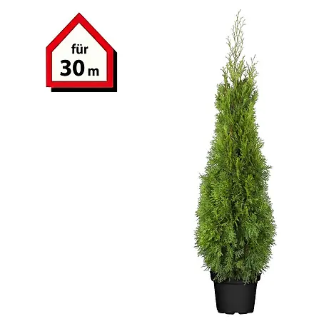 Piardino  Lebensbaum Smaragd