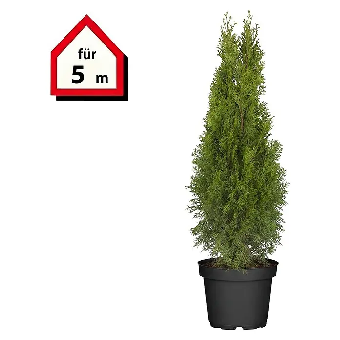 Piardino Lebensbaum Smaragd - Aktuelle Wuchshöhe: 80 cm - 100 cm, Thuja occidentalis 'Smaragd', Topfgröße: 21 cm, 15 Stk. - Grüner Topf-Thuja in schwarzem Topf mit hausförmigem Schild 'für 5 m'.