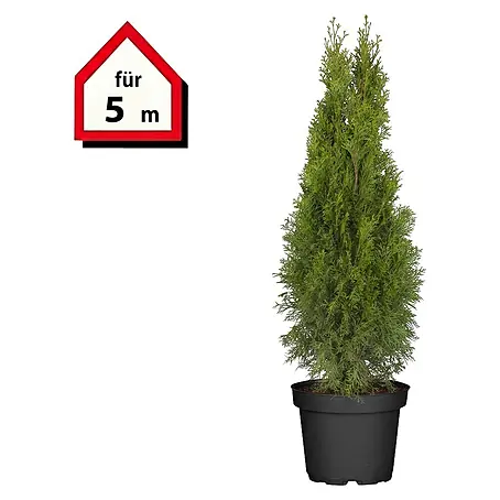 Piardino  Lebensbaum Smaragd