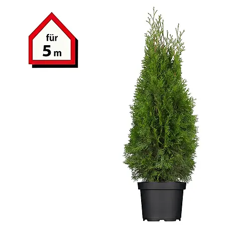 Piardino  Lebensbaum Smaragd