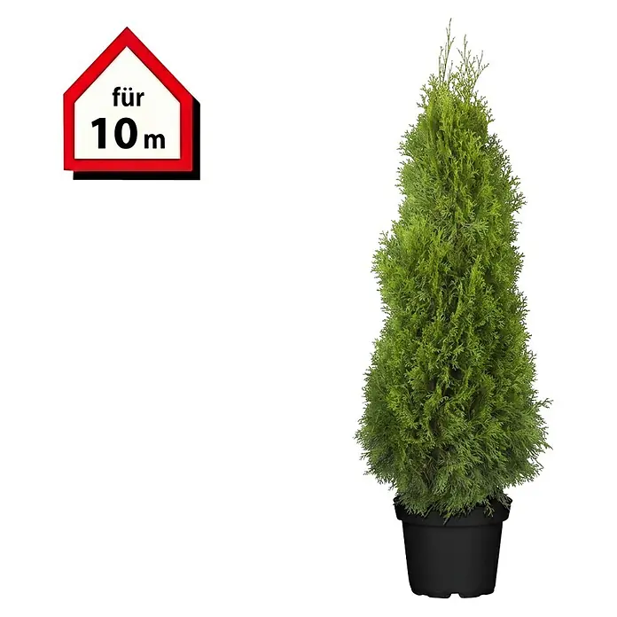 Piardino Lebensbaum Smaragd - Aktuelle Wuchshöhe: 160 cm - 180 cm, Thuja occidentalis 'Smaragd', Topfgröße: 32 cm, 20 Stk. - Grüne Topf-Konifere in schwarzem Topf mit rotem Symbol "für 10 m".