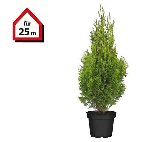 Lebensbaum Smaragd