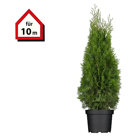 Piardino  Lebensbaum Smaragd