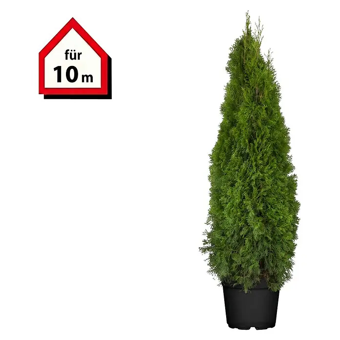 Piardino Lebensbaum Smaragd - Aktuelle Wuchshöhe: 180 cm - 200 cm, Thuja occidentalis 'Smaragd', Topfgröße: 33 cm, 20 Stk. - Grüne Konifere (Thuja) im schwarzen Topf mit Schild 'für 10m'.