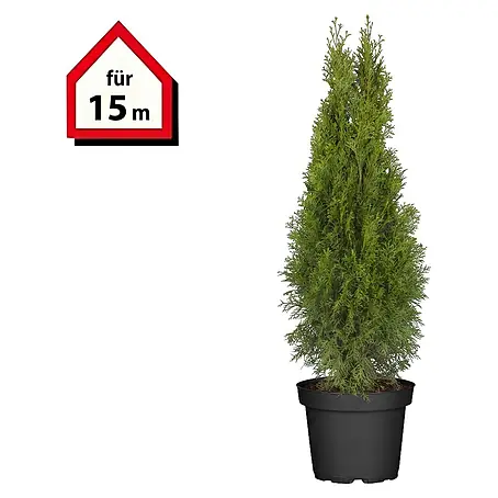 Piardino  Lebensbaum Smaragd