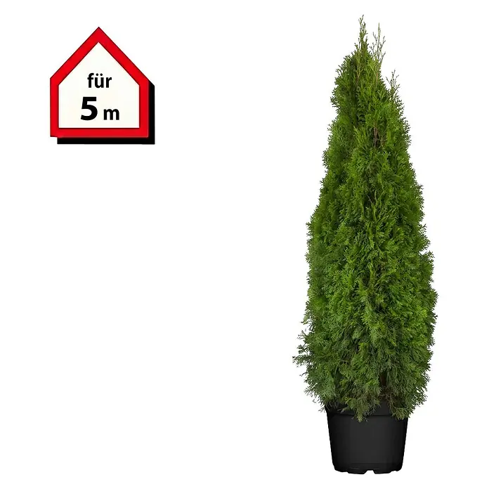 Piardino Lebensbaum Smaragd - Aktuelle Wuchshöhe: 180 cm - 200 cm, Thuja occidentalis 'Smaragd', Topfgröße: 33 cm, 10 Stk. - Hoher, grüner Lebensbaum im Topf mit rotem hausförmigem Schild, das 'für 5 m' anzeigt.