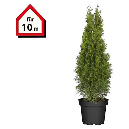 Piardino  Lebensbaum Smaragd