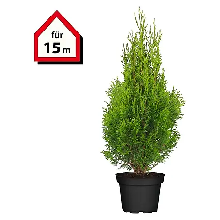 Piardino  Lebensbaum Smaragd